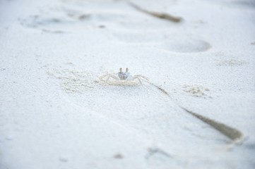 shells  on the white sand and birds on the river