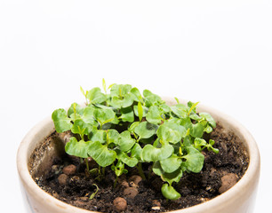 young green shoots for spring seedlings in the garden