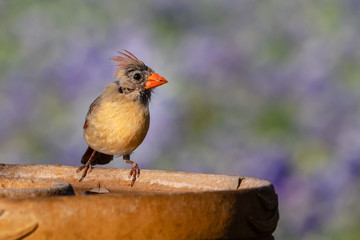 cardinal on the bird bath