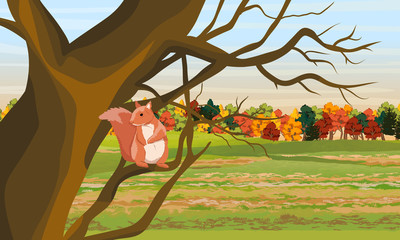 Red Squirrel on the branches of a tree. Field and autumn deciduous forest. Wild animals of the forest. Realistic Vector Landscape