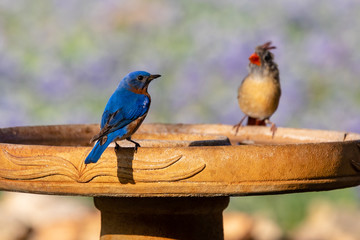 eastern bluebird and female cardinal