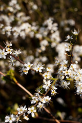 Common Hawthorn flowers Crataegus monogyna flowering in March forming hedgerow to farmland with...