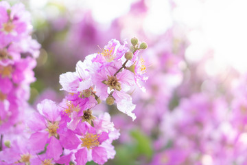 Closeup beautiful pink Inthanin flower in the field with sunlight at morning, selective focus