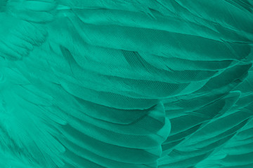 Beautiful dark green florida keys colors tone feather texture background,trends color