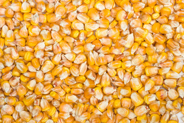 Grains of corn as a background