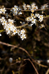 Common Hawthorn flowers Crataegus monogyna flowering in March forming hedgerow to farmland with...