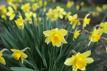 Fototapeta premium field of yellow daffodils in early spring