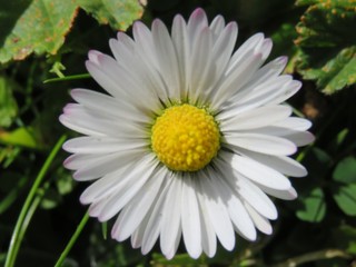 Fototapeta premium Beautiful flowers of white and yellow chamomile of intense color