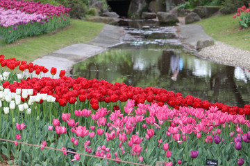 Obraz premium Tulips of various colors and shapes coloring the park in spring, looking like a painting.