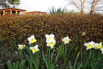 Obraz premium daffodils in early spring