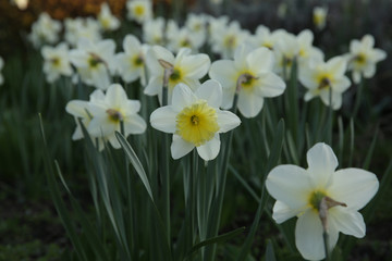field of daffodils in spring