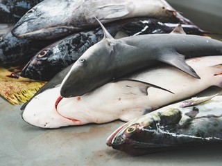 Fresh fish at the fish market. Close-up. Concept of healthy eating