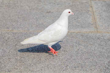 White homing pigeon