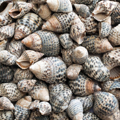  Many sea shells as background