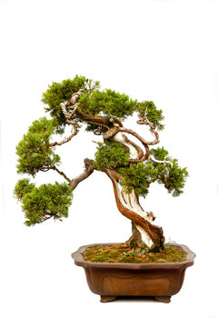 Evergreen bonsai on white