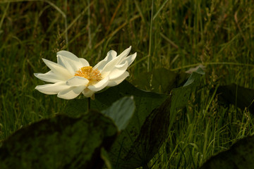 white lotus in pond