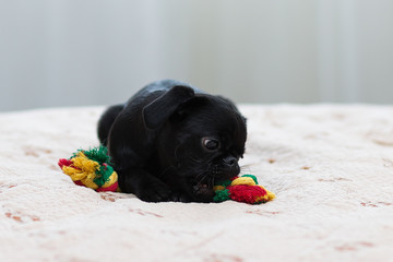 Puppy Petit Brabancon black playing with a toy. Multi-colored rope. Selective focus.