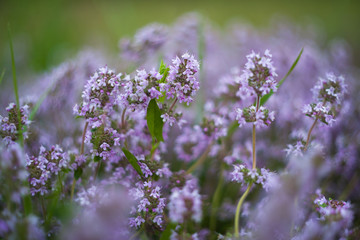 Wild thyme flowers on sunrise