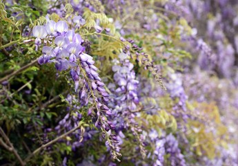 Wisteria violet outdoor.Wisteria purple flowers on a natural background.Wisteria purple brush colors	