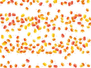 Obraz premium Maple leaves vector background, autumn foliage on white graphic design.