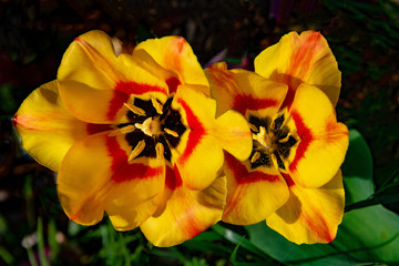 yellow flowers in the garden