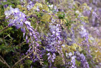 Wisteria violet outdoor.Wisteria purple flowers on a natural background.Wisteria purple brush colors	