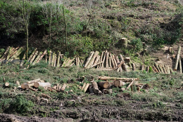 Chopped wood logs stack for fire place at home on forest woodlands green biomass energy