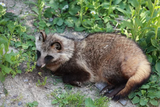 タヌキ寝入り これぞ狸寝入り」「リア獣やな」 ラブラブタヌキカップルの横で