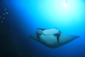 Manta Ray 