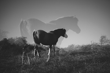 Wildpferd