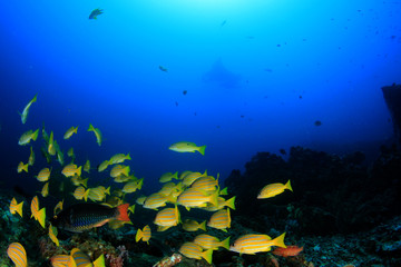 Naklejka na ściany i meble Coral reef and fish underwater 