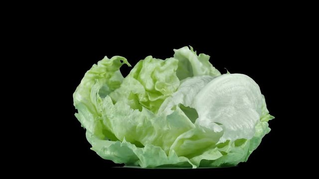 Fresh salad Frize rotates on a black isolated background, ingredients for gourmet dishes, healthy food