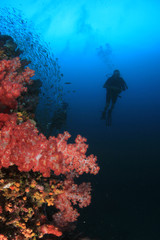 Plakat Scuba diving on coral reef in Thailand 