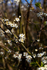 Common Hawthorn flowers Crataegus monogyna flowering in March forming hedgerow to farmland with shallow depth of field 