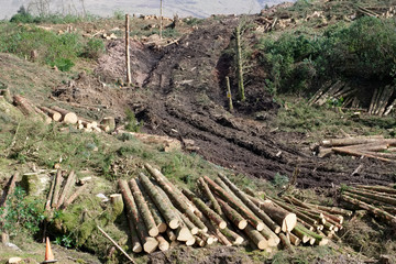 Chopped wood logs stack for fire place at home on forest woodlands green biomass energy