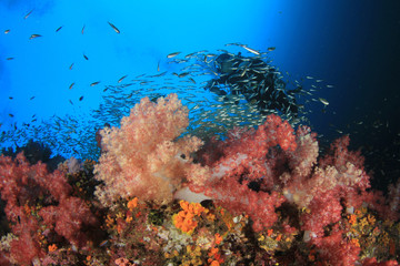 Fototapeta na wymiar Scuba diving on coral reef in Thailand 