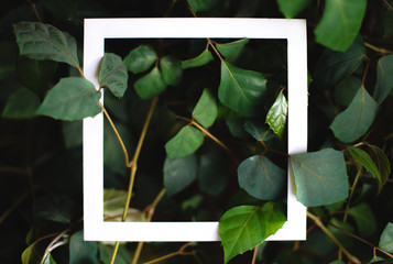 Square frame on the background of green leaves of tropical plants. Postcard on the theme of nature. Text frame