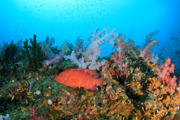 Fototapeta na wymiar Coral reef and fish underwater 