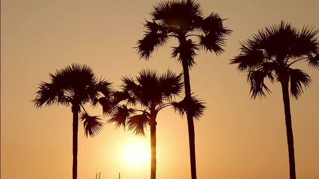 Silhouettes of tropical palm trees at sunset. Nature and background concept.