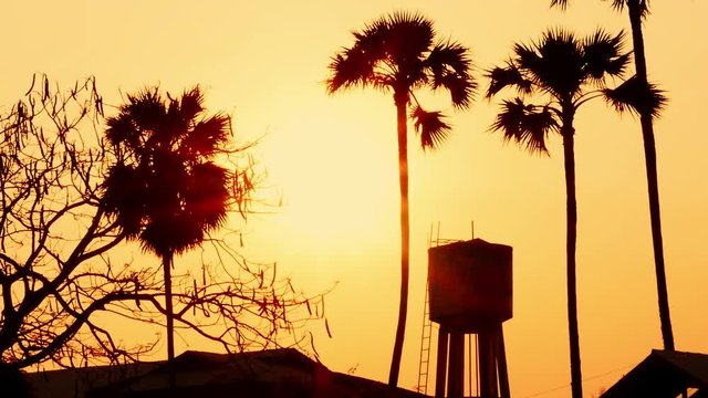 Silhouettes of tropical palm trees at sunset. Nature and background concept.