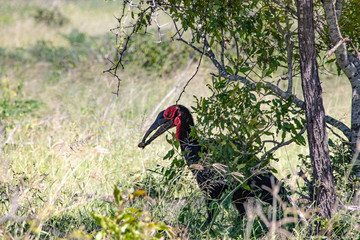 southern ground hornbill. Savannah, Tanzania, Africa.