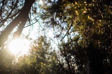 Sunny rays through the green trees.