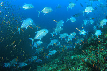 Underwater coral reef and fish in ocean 