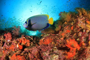 Naklejka na ściany i meble Underwater coral reef and fish in ocean 