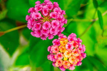pink flowers