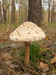 parasol mushroom, macrolepiota procera, in the forest, shallow DOF