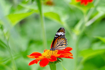 A beautiful Pattern tiger butterfly is attracting pollen in a flower garden on a green tree backdrop 2