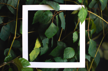 Square frame on the background of green leaves of tropical plants. Concept of a postcard on the theme of nature