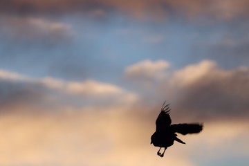 Chihuahua Raven in New Mexico Sky 