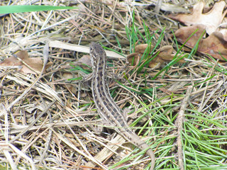 brown lizard on forest ground